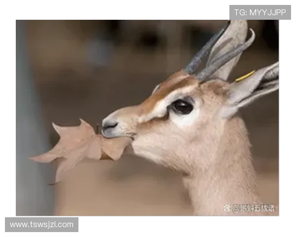 大坏狼如何颠覆森林秩序与动物们展开激烈对决的惊险故事