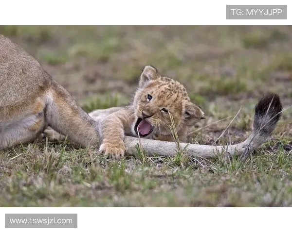 《苍狼》：一部关于野性、自由与生存的史诗