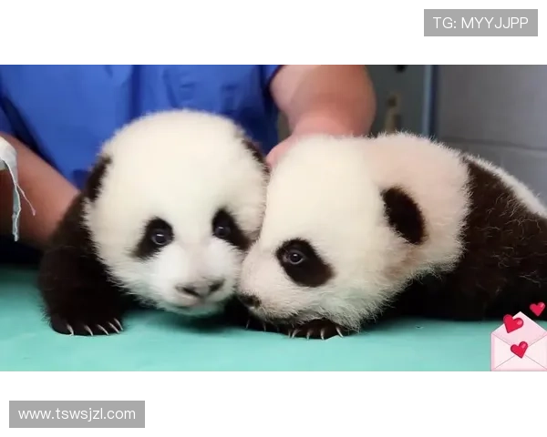 熊猫2：不止萌，更是关于生命、传承与无限可能的奇遇